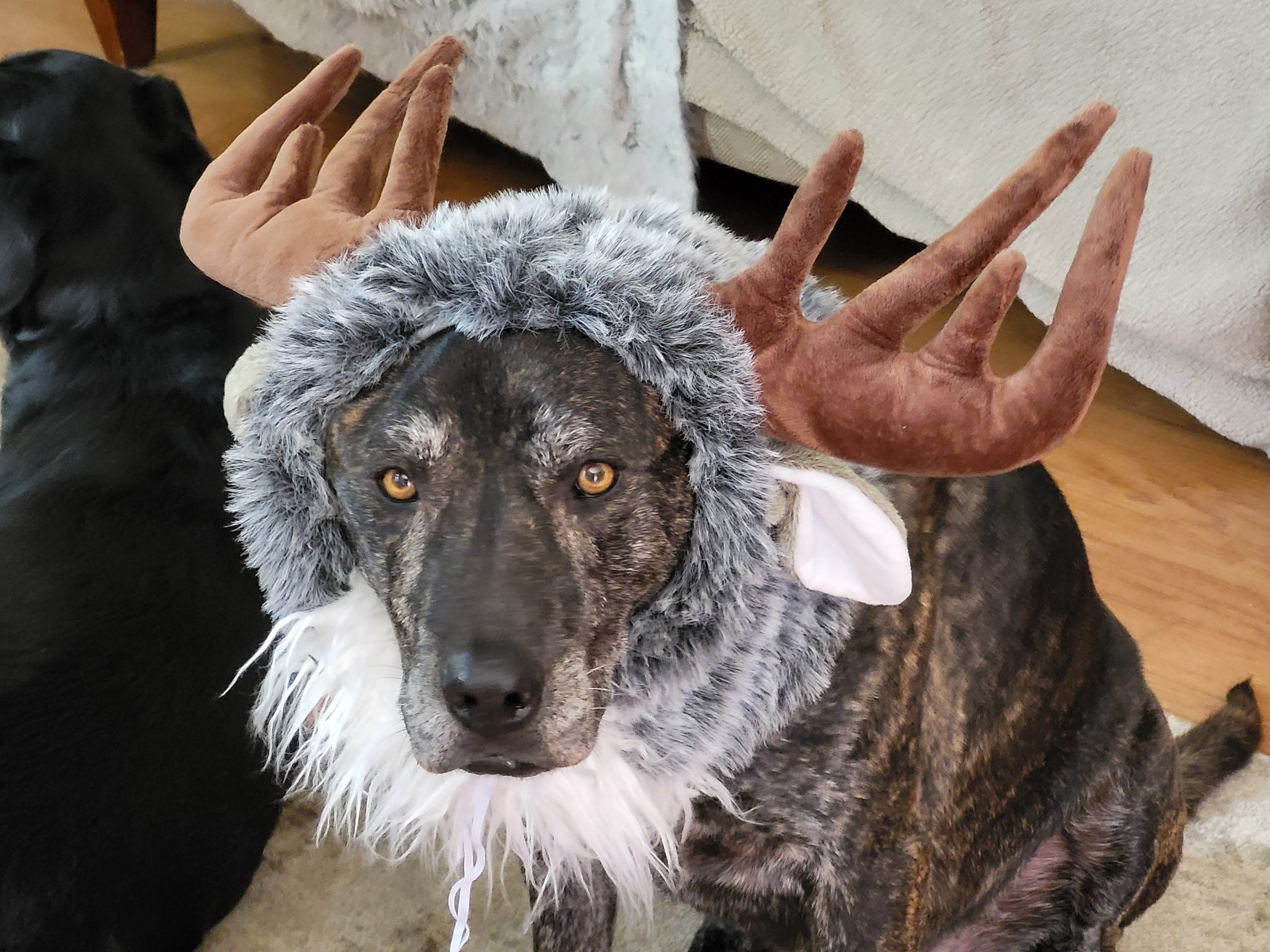 Pallo as a reindeer